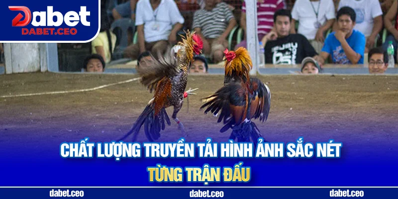 ưu điểm đá gà dabet
